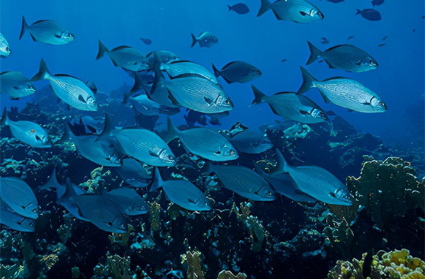 海洋開發的重要性及意義 海洋開發的重要性及意義